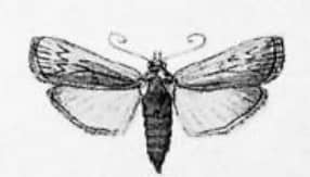 Hypsipyla